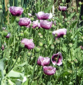 Opium poppies still grow wild on many farms and along the road verges around Forbes. Photo by Merrill Findlay, 